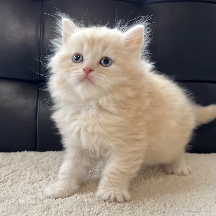 ID：2401-00800の子猫