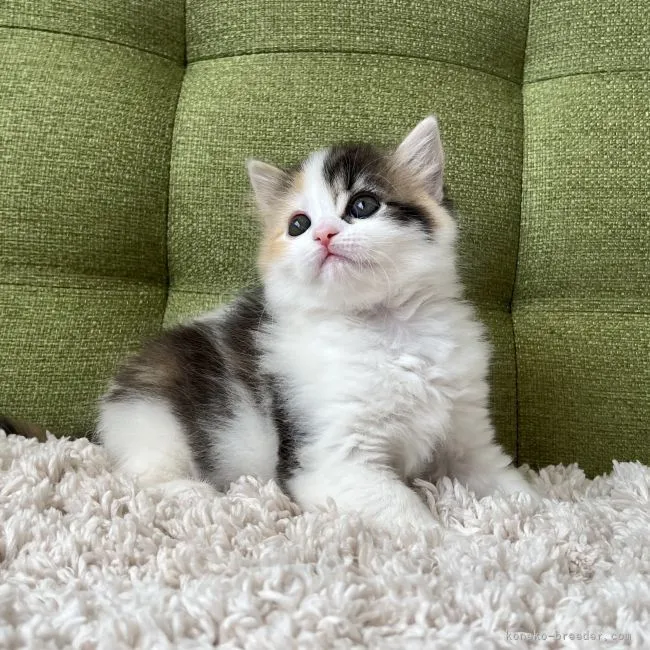 ID:2202-01873の子猫