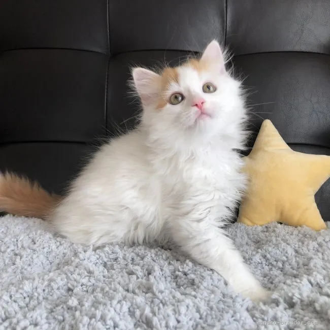 ID：2011-02109の子猫