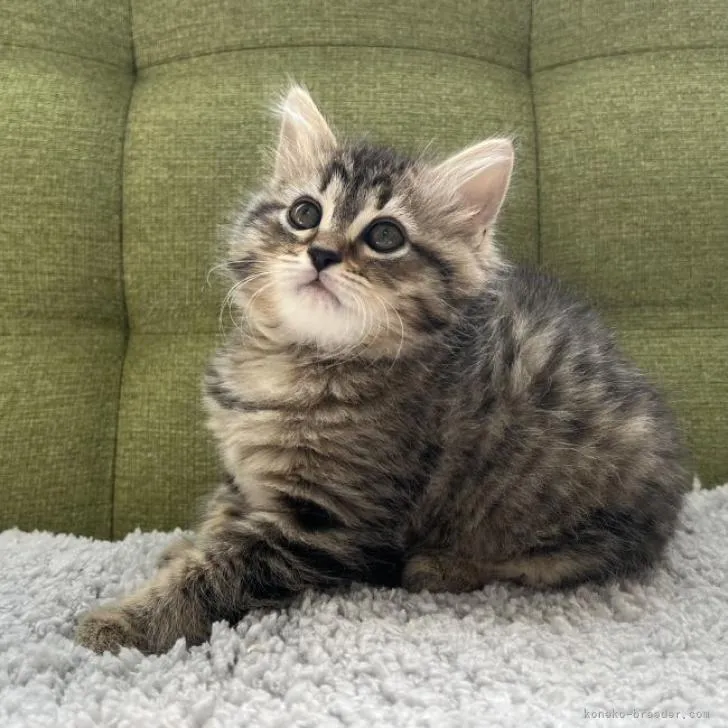 ID:2301-00873の子猫
