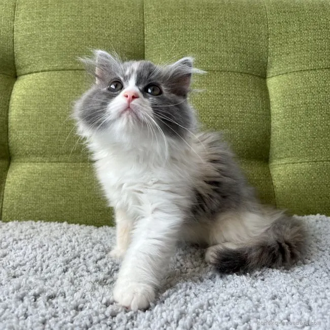 ID：2205-02483の子猫