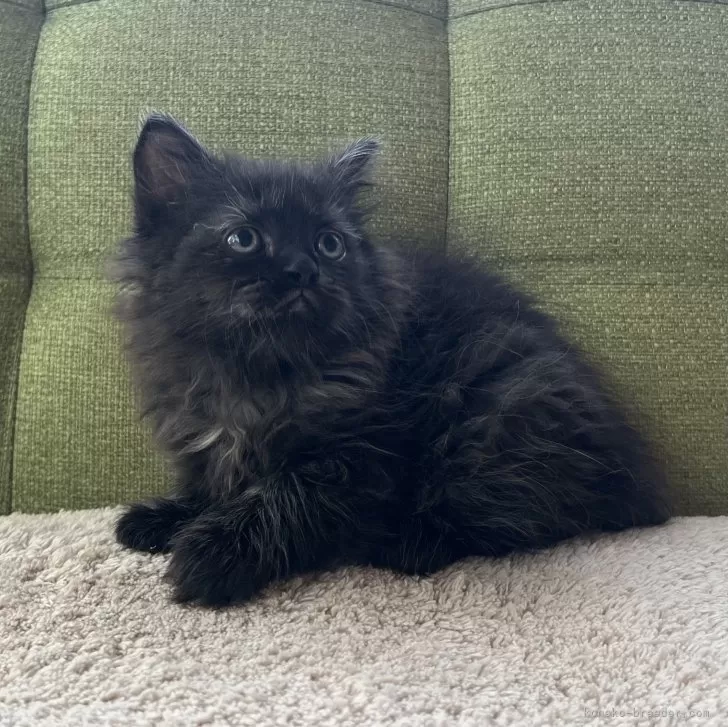 ID：2408-00938の子猫