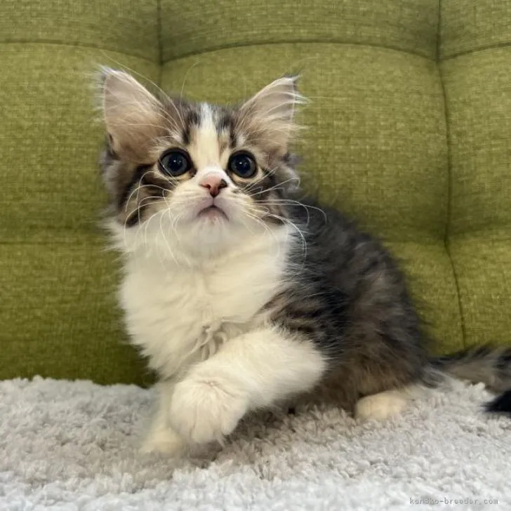 ID：2212-00529の子猫
