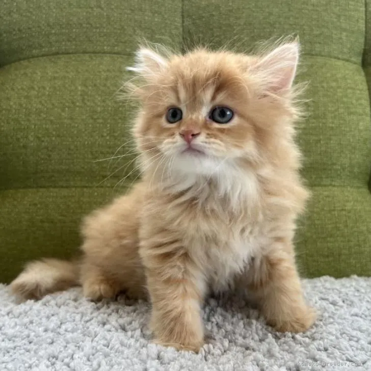 ID：2206-03307の子猫