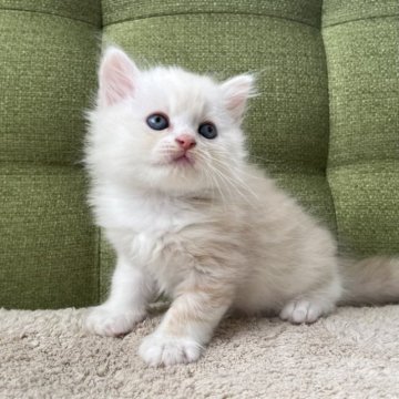 ラガマフィン【愛知県・男の子・2023年8月4日・カメオタビー&ホワイト】の写真「🧡」