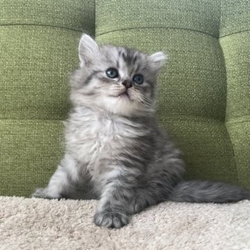 ラガマフィン【愛知県・男の子・2023年8月4日・シルバータビー】の写真「🩶」