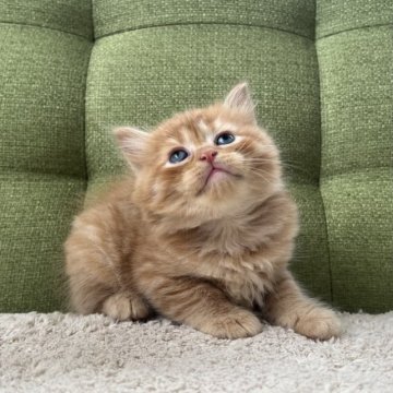 ラガマフィン【愛知県・男の子・2023年8月6日・レッドタビー】の写真「🧡」