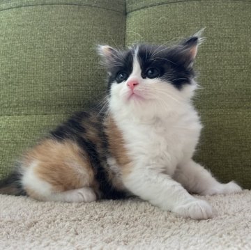 ラガマフィン【愛知県・女の子・2024年5月17日・ブラウンパッチドタビー&ホワイト（７月１７日までの掲載となります）】の写真「オンライン見学のお申込お待ちしております📹✨」