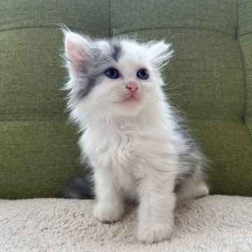 ラガマフィン【愛知県・女の子・2024年7月4日・シルバーパッチドタビー&ホワイト（9/3までの掲載となります🧶）】の写真「オンライン見学お待ちしております📹✨」