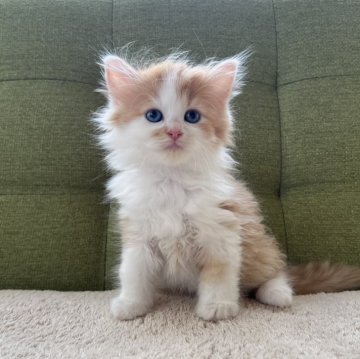 ラガマフィン【愛知県・男の子・2024年7月4日・レッドタビー&ホワイト（9/3までの掲載となります🧶）】の写真「オンライン見学お待ちしております📹✨」