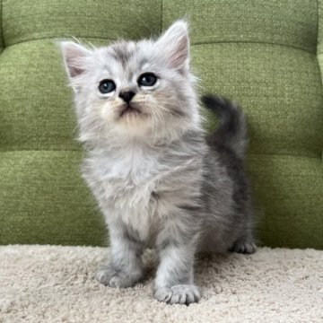 ラガマフィン【愛知県・男の子・2023年8月6日・シルバータビー】の写真「🩶」