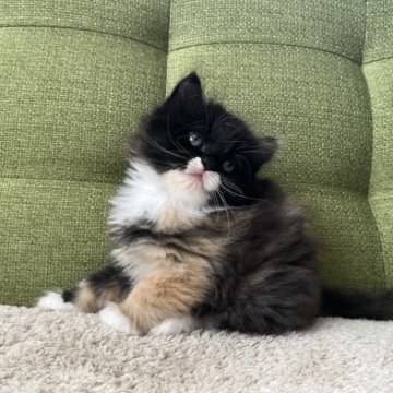 ラガマフィン【愛知県・女の子・2023年8月4日・ブラウンパッチドタビー&ホワイト】の写真「🩶」