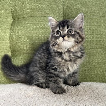 ラガマフィン【愛知県・男の子・2023年5月31日・ブラウンタビー】の写真「モコモコ🧸🤎」