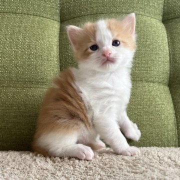 ラガマフィン【愛知県・男の子・2023年11月16日・レッドタビー&ホワイト】の写真「綺麗なハチワレ🧡🤍1/11までの掲載🍀」