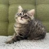 ラガマフィン【愛知県・女の子・2022年11月15日・ブラウンタビー】の写真1