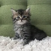 ラガマフィン【愛知県・男の子・2021年10月8日・ブラウンタビー】の写真3