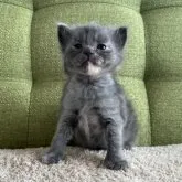 ラガマフィン【愛知県・女の子・2023年11月16日・ブルーパッチドタビー】の写真4