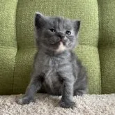 ラガマフィン【愛知県・女の子・2023年11月16日・ブルーパッチドタビー】の写真5