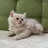 ラガマフィン【愛知県・男の子・2024年5月17日・クリームタビー】の写真5