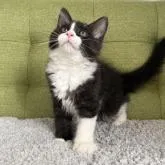 ラガマフィン【愛知県・男の子・2022年11月25日・ブラック&ホワイト】の写真5