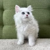 ラガマフィン【愛知県・男の子・2025年3月28日・カメオタビー&ホワイト】の写真7