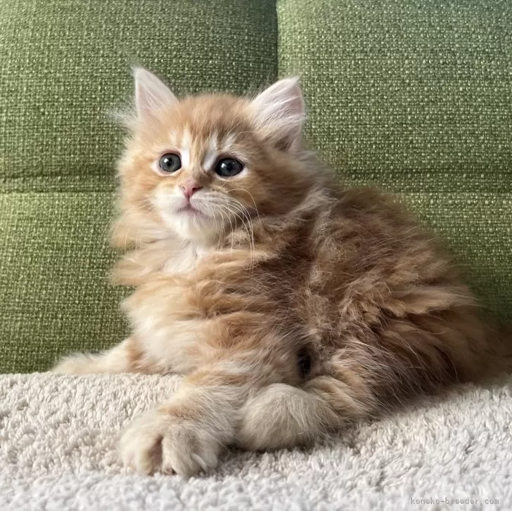 ID：2502-00342の子猫