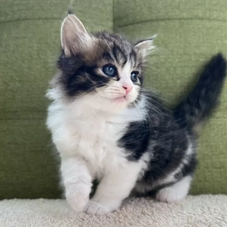 ID：2507-01727の子猫