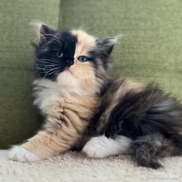 ID：2507-01737の子猫