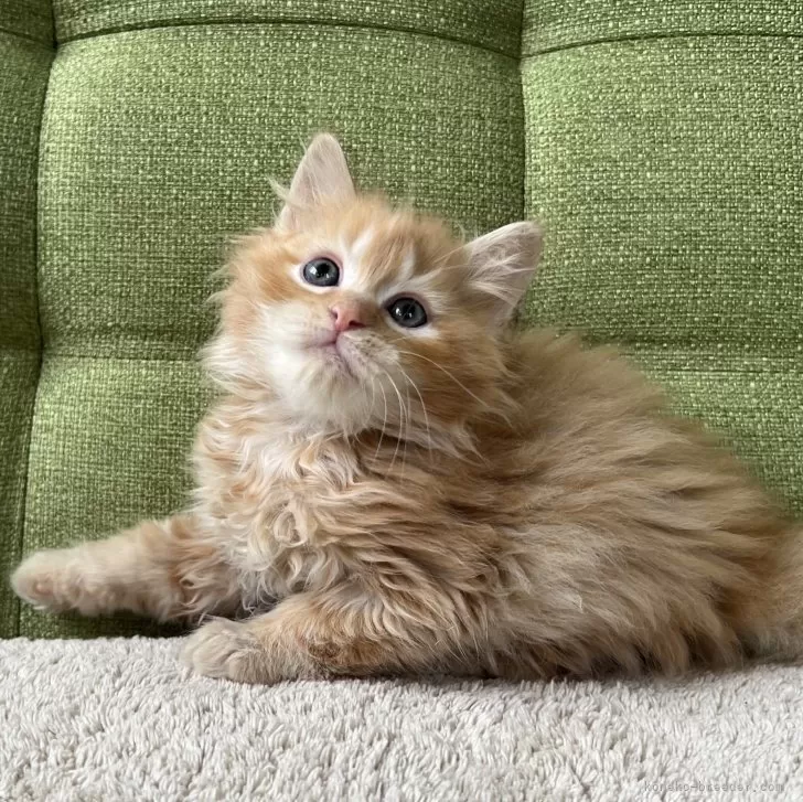 ID：2503-00340の子猫