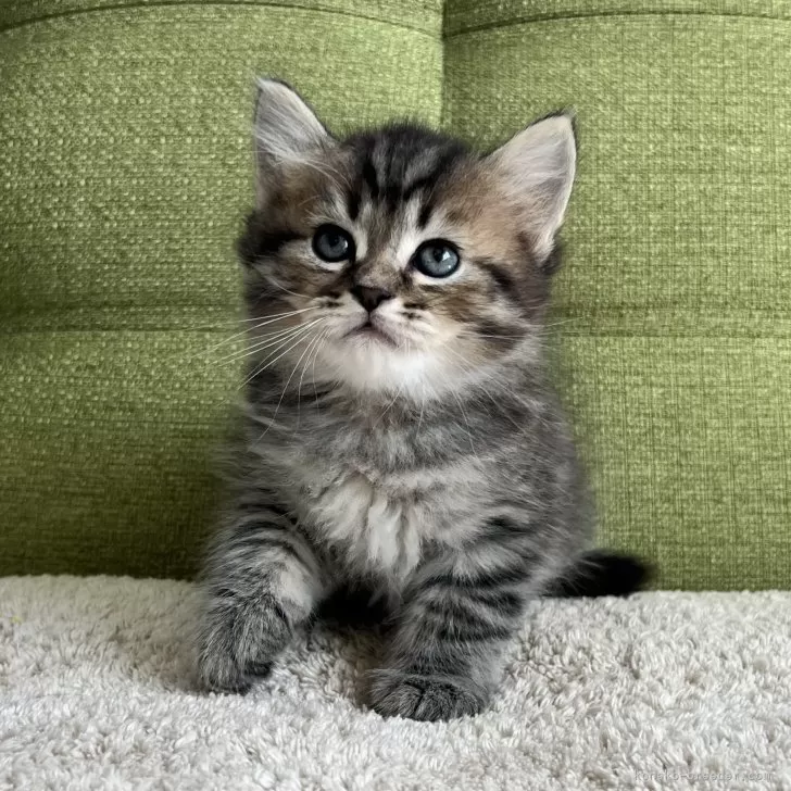 ID:2508-03118の子猫