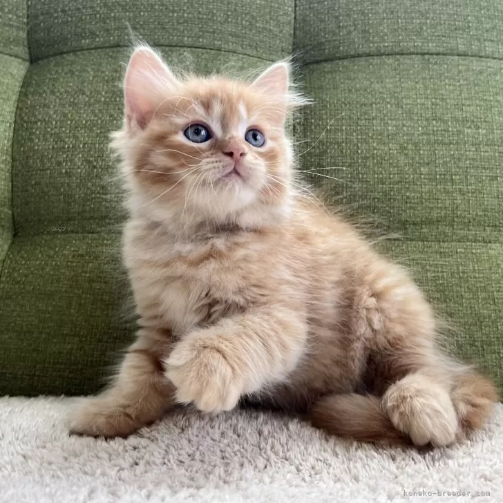 ID:2509-01078の子猫