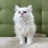 ラガマフィン