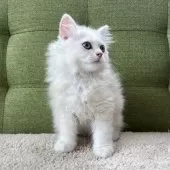 ラガマフィン【愛知県・男の子・2025年3月28日・カメオタビー&ホワイト】の写真5