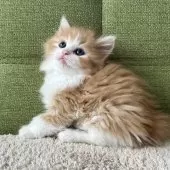 ラガマフィン【愛知県・女の子・2024年12月11日・レッドタビー&ホワイト】の写真5