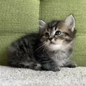 ラガマフィン【愛知県・男の子・2025年7月19日・ブラウンタビー】の写真8