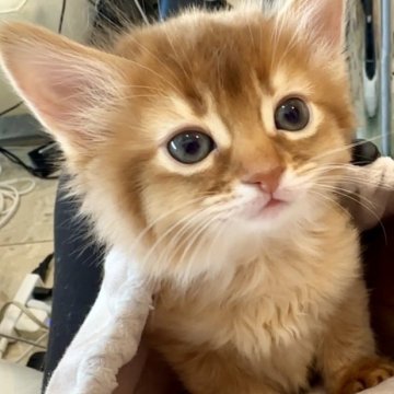 ソマリ【東京都・男の子・2024年11月1日・シナモン（長毛種）】の写真「暖かい毛色、甘えん坊な美しい健康な赤ちゃんです。」