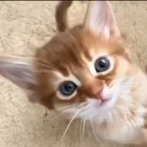 ソマリ【東京都・女の子・2024年11月1日・シナモン】の写真2「色々な事に興味深々❣️」