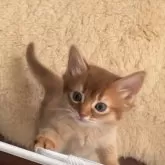 ソマリ【東京都・女の子・2024年11月1日・シナモン】の写真4「早くベビールームから出たい❣️と言ってます。」