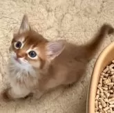 ソマリ【東京都・女の子・2024年11月1日・シナモン】の写真5「あそぼー❣️と言ってます。」