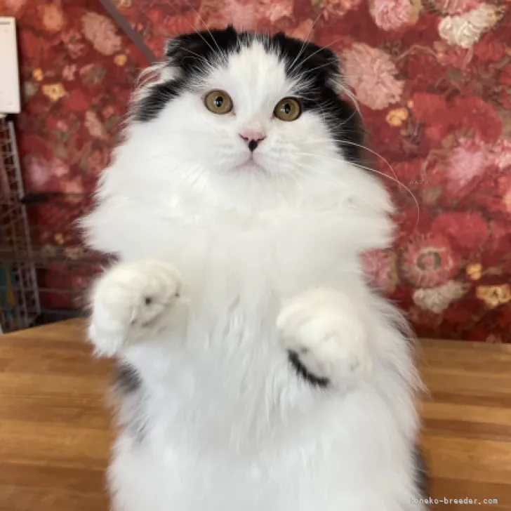 ID：2306-02059の子猫