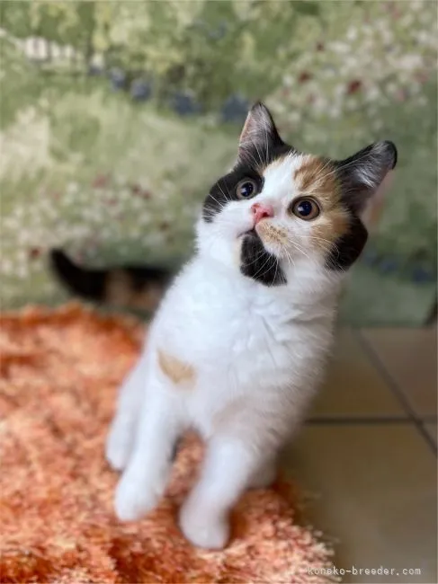 ID:2108-01053の子猫