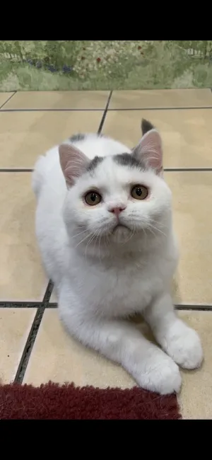 ID：2103-00576の子猫