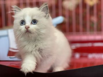 ラグドール【静岡県・女の子・2021年6月16日・ブルーポイントバイカラー（ふんわりふわふわ💕）】の写真「小ぶりな愛らしい仔✨人懐っこい仔💓」