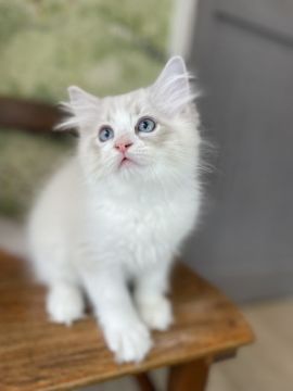 ラグドール【静岡県・男の子・2021年6月3日・ブルーポイントバイカラー（💓ふんわりやわらか💓）】の写真「美しいお顔立ちの男の子✨素晴らしい大人に成ると…💓」