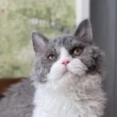 セルカークレックス【静岡県・女の子・2022年11月25日・ブルーアンドホワイト】の写真1「❤️とっても可愛い甘えん坊さん❤️」