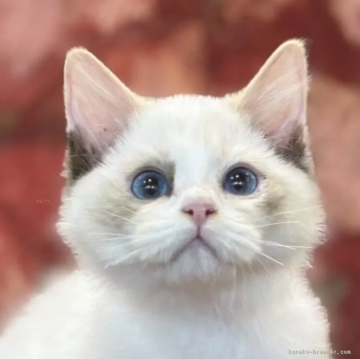 ラグドール【静岡県・女の子・2025年7月14日・ブルートーティーバイカラー】の写真1「💓めっちゃキュートな仔猫ちゃんです💓」