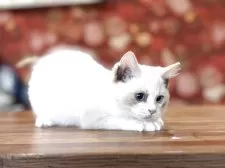 ラグドール【静岡県・女の子・2025年7月14日・ブルートーティーバイカラー】の写真2