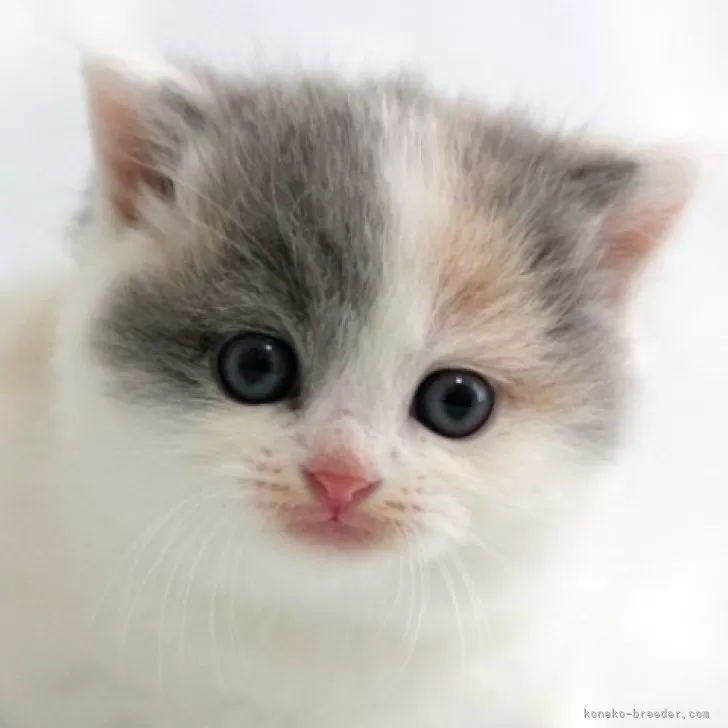 ID：2312-01186の子猫