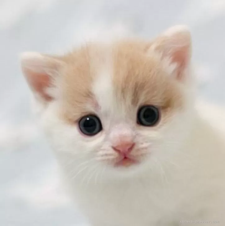 ID：2405-02628の子猫