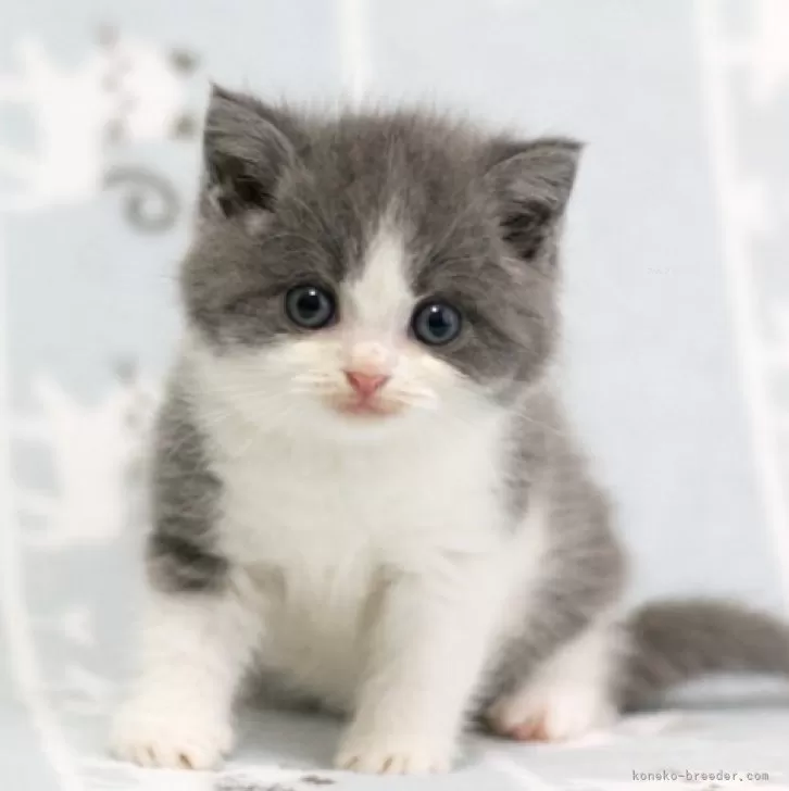 ID：2412-00921の子猫